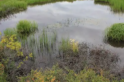 Thermo-karst thermo-karst melt pond adjacent to the road which accelerated the melting of permafrost near Pilgrim Hot Springs, Seward Peninsula
