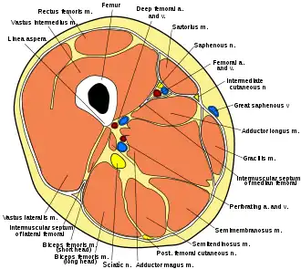 Cross section through thigh.