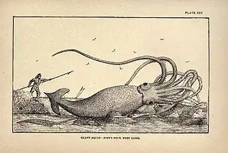 #45 (2/11/1878) Artist's impression of the "Thimble Tickle specimen" found on 2 November 1878, which reportedly measured 55 feet (17&nbsp;m) in total length, from Charles Frederick Holder's Marvels of Animal Life (Holder, 1885:198, pl. 25). No photographs or exact measurements exist as the specimen was cut up for dog food soon after its discovery.
