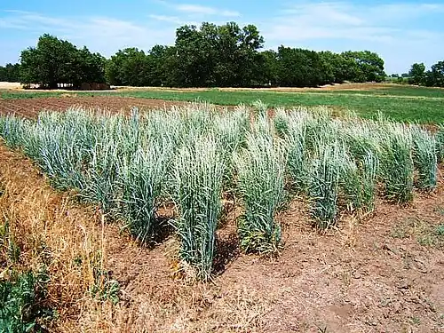 Fifty selected plants (2 clones each) are grown in isolation to allow random intermating.
