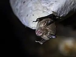Brown bat