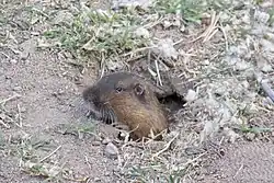 Brown gopher head