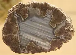 A cross section of a rock-like structure, with white coloring in a triangle shape on the inside and pink and light brown coloring on the outside.