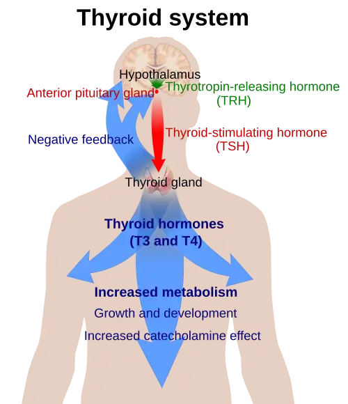 Diagram explaining the relationship between the thyroid hormones T3 and T4, thyroid stimulating hormone (TSH), and thyrotropin releasing hormone (TRH)