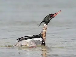 Male in display posture, Baltic Sea coast of Germany