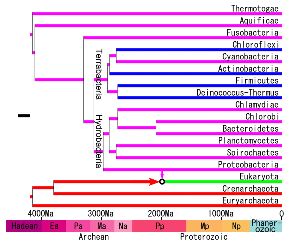 A timetree redrawn showing the division of Hydrobacteria and Terrabacteria.