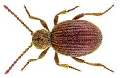 Tipnus unicolor