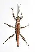 Male from dorsal