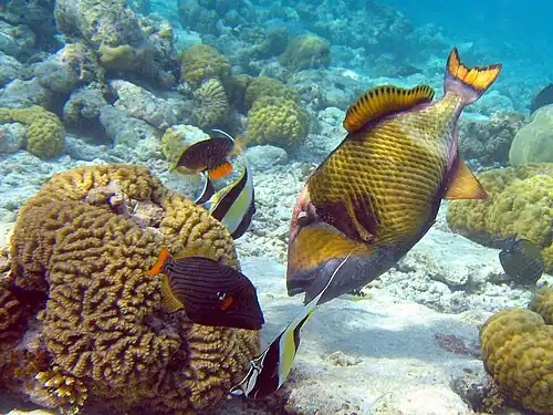 The titan triggerfish followed by small orange-lined triggerfish and moorish idol that feed on leftovers