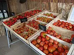 Modern varieties in France
