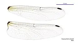 Male wings