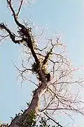 40-metre Toona ciliata, leafless in August, with epiphytic Dendrobium orchids at Barrington Tops, Australia
