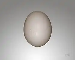 Egg of Streptopelia risoria