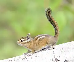 Brown chipmunk