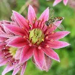 Apopetaly, actinomorphy, polymery, with stamens in 2 whorls, in Sempervivum