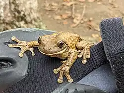 Picture of a frog on a gloved hand