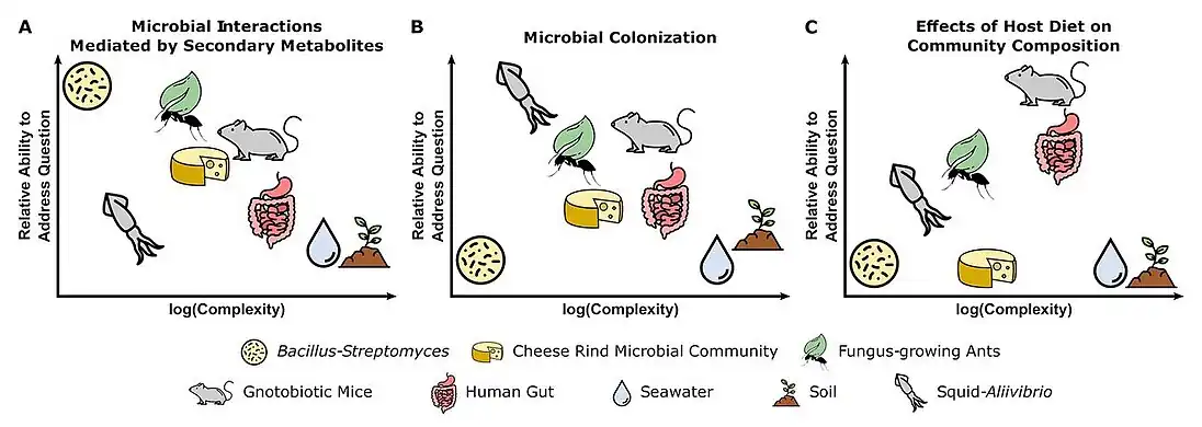 Tradeoffs between experimental questions and complexity of microbiome systems [171] (A) Pairwise interactions between the soil bacteria Bacillus subtilis and Streptomyces spp. are well-suited for characterizing the functions of secondary metabolites in microbial interactions. (B) The symbiosis between bobtail squid and the marine bacterium Aliivibrio fischeri is fundamental to understanding host and microbial factors that influence colonization. (C) The use of gnotobiotic mice is crucial for making links between host diet and the effects on specific microbial taxa in a community.[171]