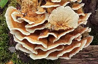 Polyporoid: Trametopsis cervina