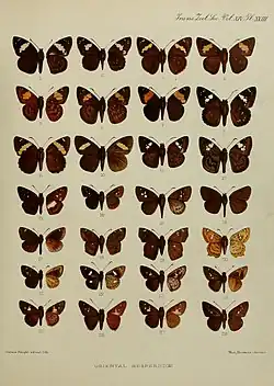 Coladenia dan fulvescens Elwes & Edwards, 1897, Coladenia agnioides Elwes & Edwards, 1897 and Coladenia laxmi sobrina in Elwes & Edwards, 1897 A Revision of the Oriental Hesperiidae