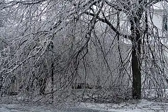 A tree covered in ice