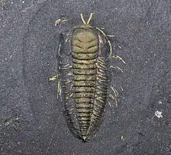 Pyritized Triarthrus eatoni from Whetstone Gulf Formation