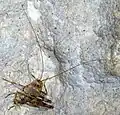 Troglophilus cavicola