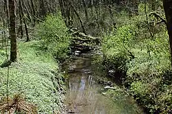 A stream no more than 10 feet (3.0&nbsp;m) wide meanders through a second-growth forest.