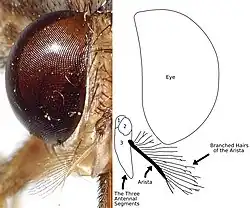 A photograph and diagram of the head of a tsetse illustrating the branched hairs of the antenna's arista