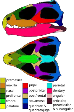 Skull diagram of the tuatara (Sphenodon punctatus)