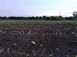 Turmeric farm on Deccan Plateau