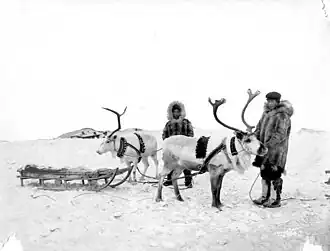 Two Iñupiat men with reindeer in decorated harnesses with sled on snowy field, Seward Peninsula, 1915-1917