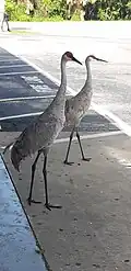 Two Florida sandhill cranes at a gas station near Cape Canaveral, Florida
