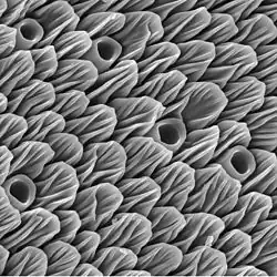 Olfactory sensors (scales and holes) on the antenna, under the electron microscope