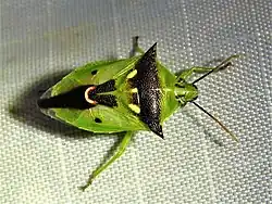 Green insect with black and white markings.