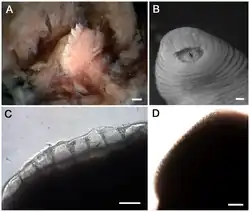 (A) Stereomicrograph of the single dorsal jaw of T. rex with large teeth. Scale bar is 100&nbsp;µm. (B) Tyrannobdella rex anterior sucker exhibiting velar mouth and longitudinal slit through which the dorsal jaw protrudes when feeding. Scale bar is 1&nbsp;mm. (C) Compound micrograph in lateral view of eight large teeth of T. rex. Scale bar is 100&nbsp;µm. (D) Lateral view of jaw of Limnatis paluda illustrating typical size of hirudinoid teeth. Scale bar is 100&nbsp;µm.