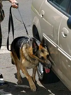 A leashed German Shepherd dog sniffs the side of a brown car.