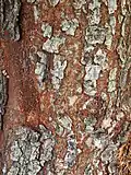Bark of 'Geisha'
