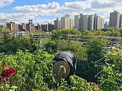 Umbrella House rooftop garden