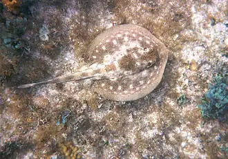 Ray with fine dark lines on a light background, swimming over an invertebrate-encrusted bottom