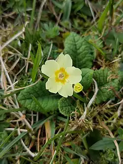 Conidia are visible in a thrum-eyed flower of Primula vulgaris.