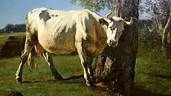 Scratching Cow, c.&nbsp;1858; oil on canvas