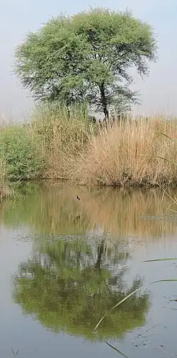 village Chaparr Chirri, Mohali, Punjab, India