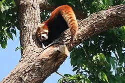 Red panda