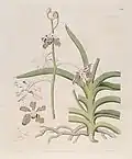 Vanda tessellata (as syn. Vanda roxburghii) plate 506 in: The Botanical Register (Orchidaceae), vol. 6, (1820)