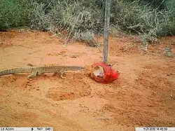 At a camera lure, Angas Downs IPA (NT)