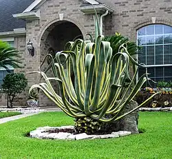Variegated Century Plant -- Agave americana 'Marginata'