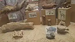 Bones (various species)