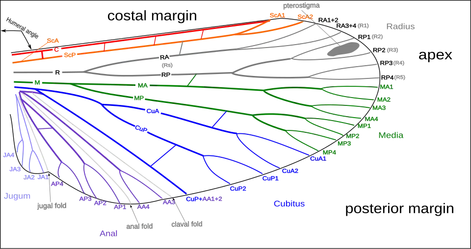 Image 4Venation of insect wings, based on the Comstock-Needham system (from Insect morphology)