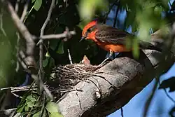 Red bird on a stack of twigs