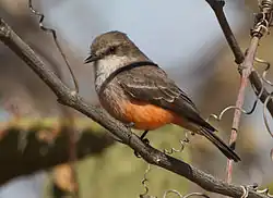 Drab bird with slight reddish underparts in tree
